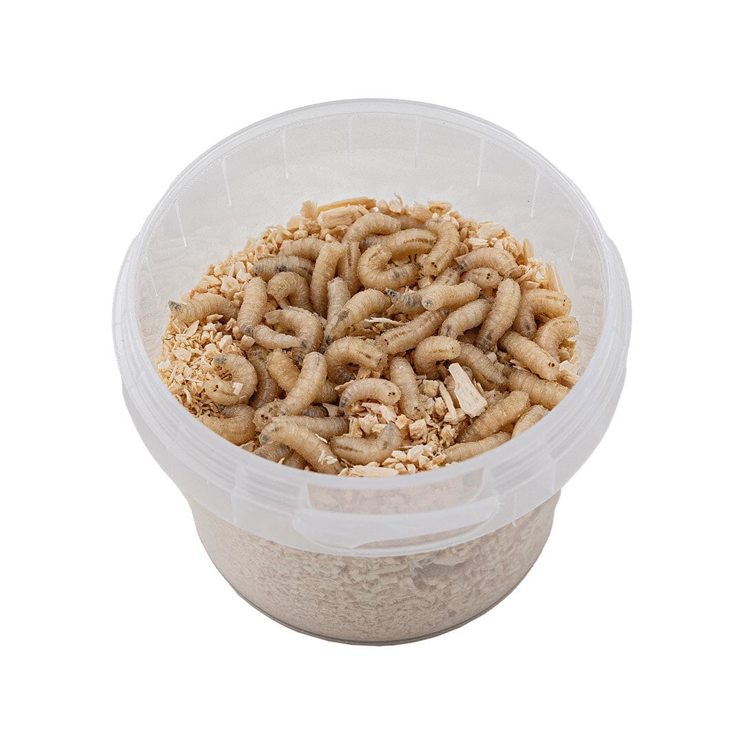 MAGGOT FIBE